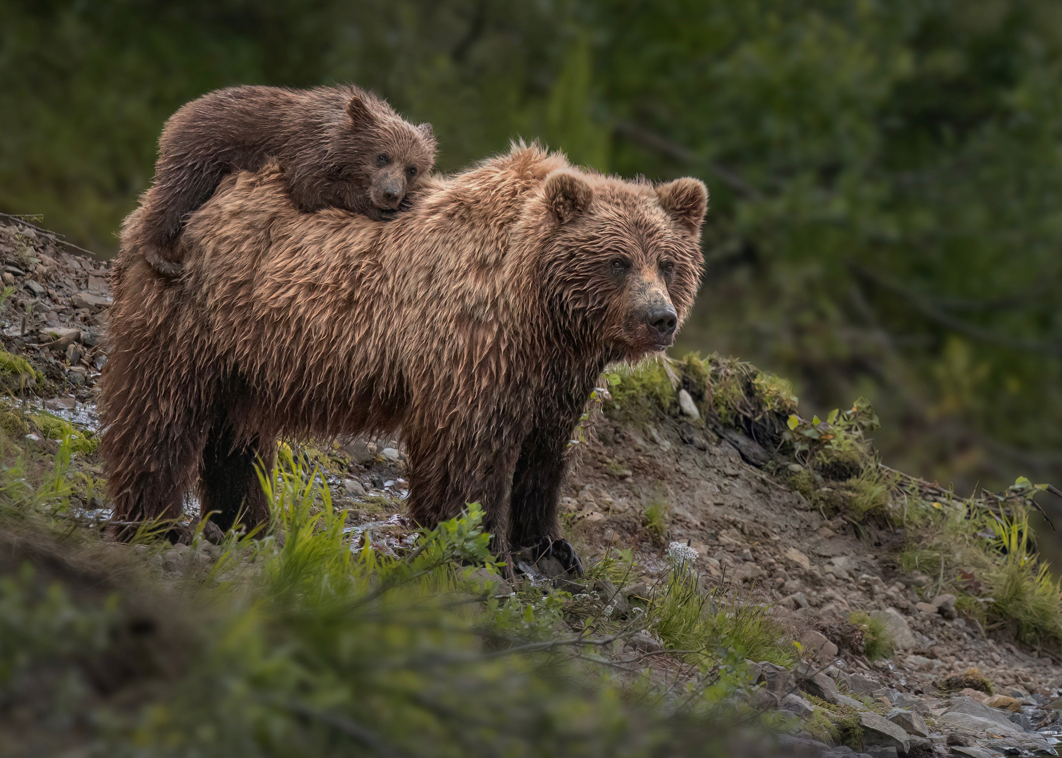 Celebrating National Wildlife Day 2024 Cotton Camera Carrying Systems