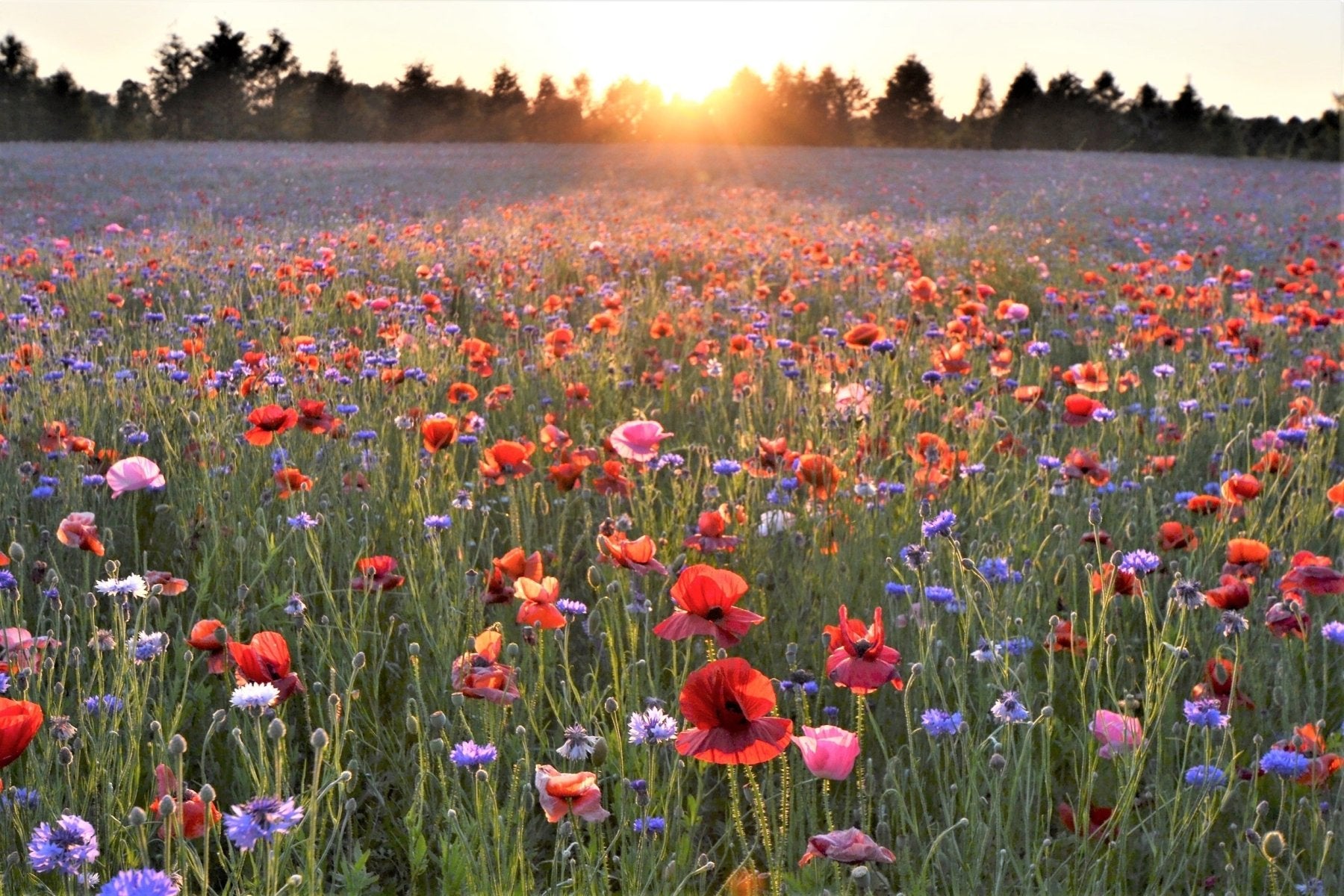 Buying Flower Field