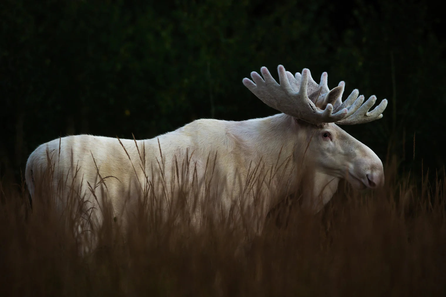 Photo of white moose by photographer Roger Brendhagen